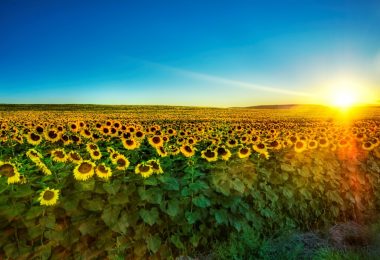 Nature-Sunflower-field1-1024x640.jpg